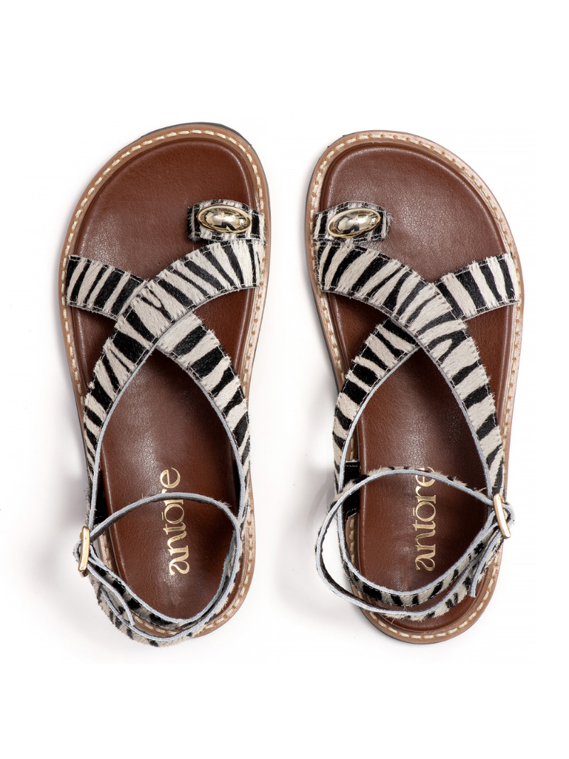 EMMA ZEBRA